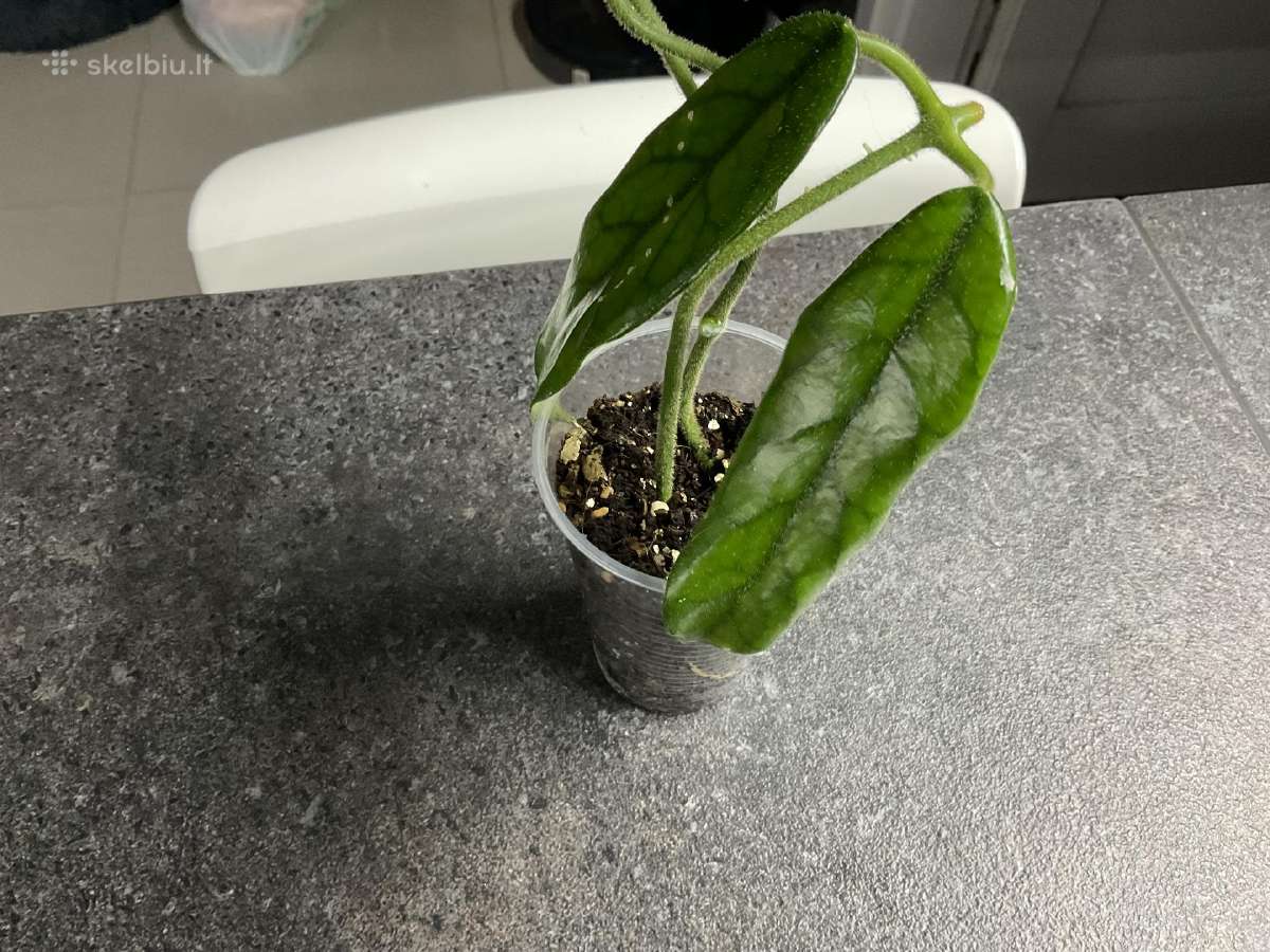 Hoya Villosa