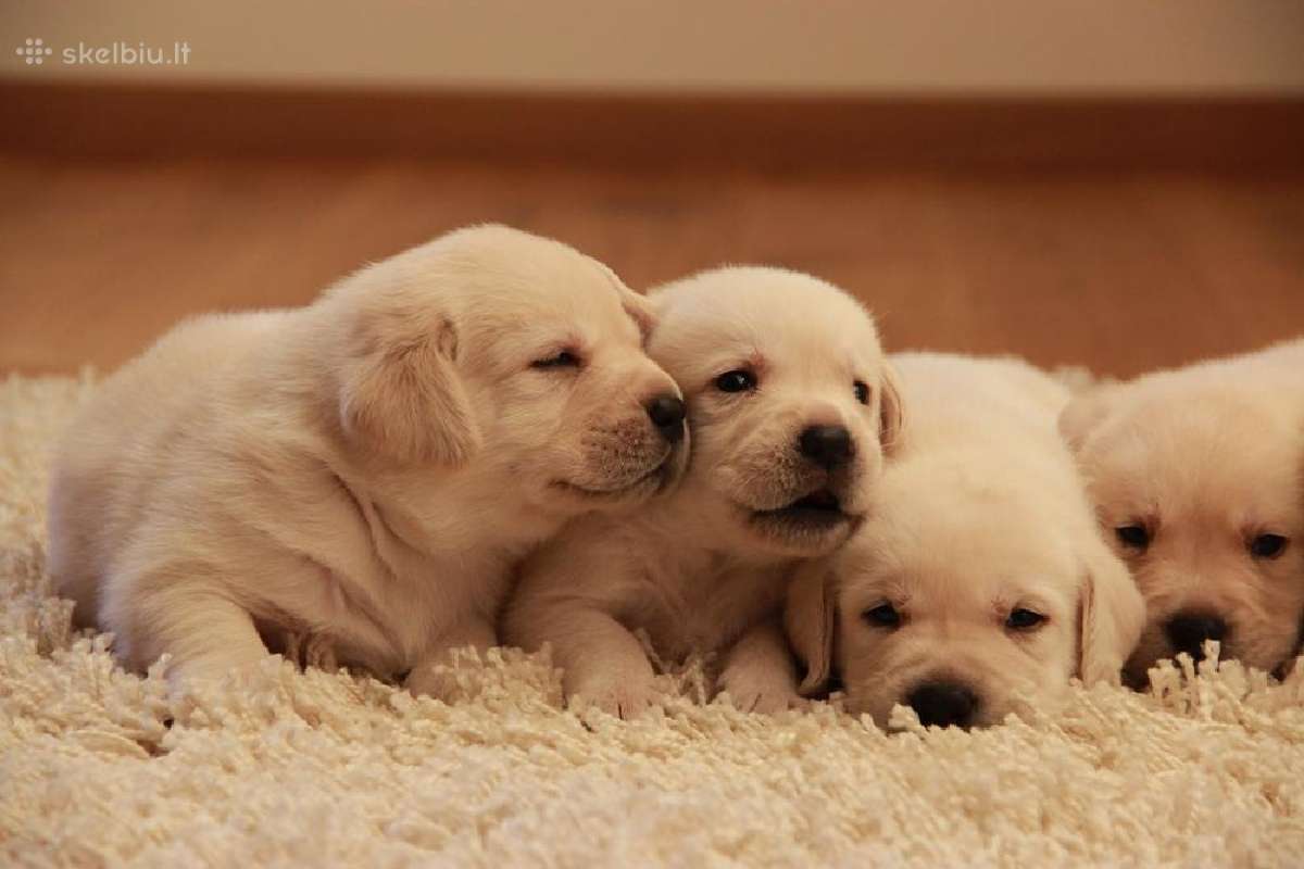 Kilmingi labradoro retriveriai - nuotraukos Nr. 31