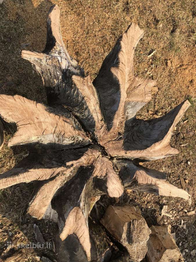 Interjero detalė ąžuolo kelmas su šaknimis - nuotraukos Nr. 9