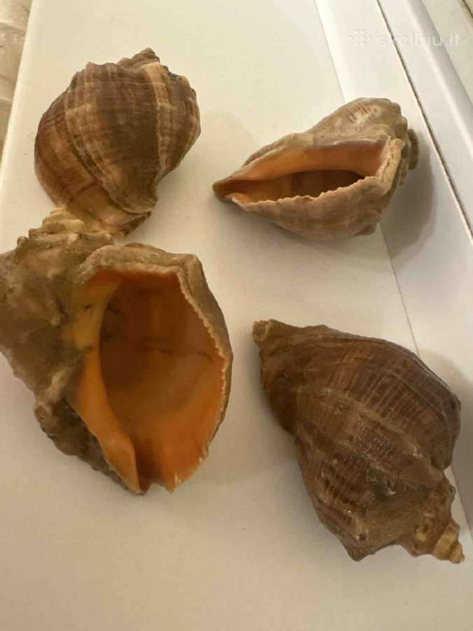 Akvariumo kriauklės
