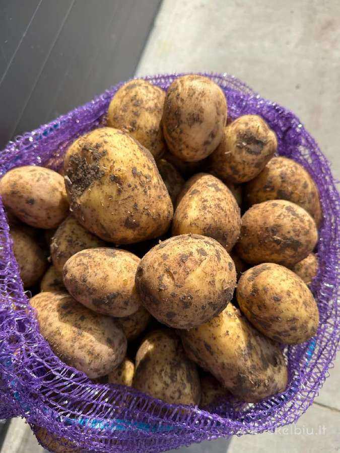 Bulvės agila, maja, gala, soraja