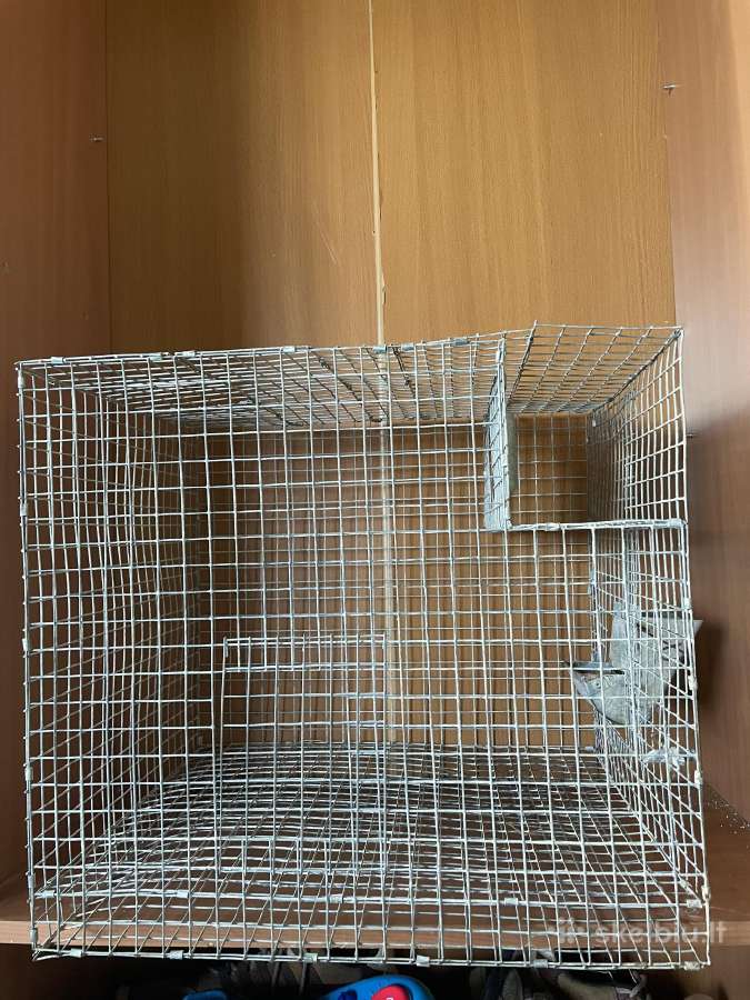 Narvas graużikui - nuotraukos Nr. 2