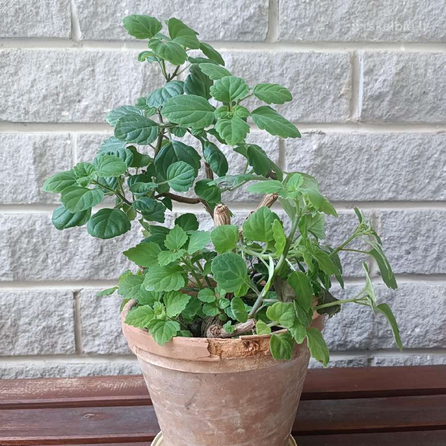 Plectranthus Ernstii