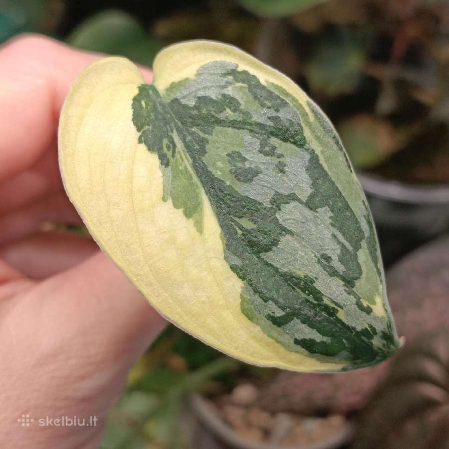 Scindapsus Mayari