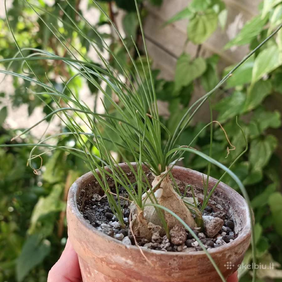 Albuca Polyphylla