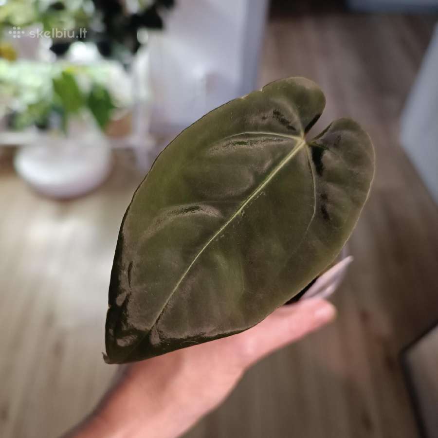 Anthurium Papillilaminum x X Papillilaminum x