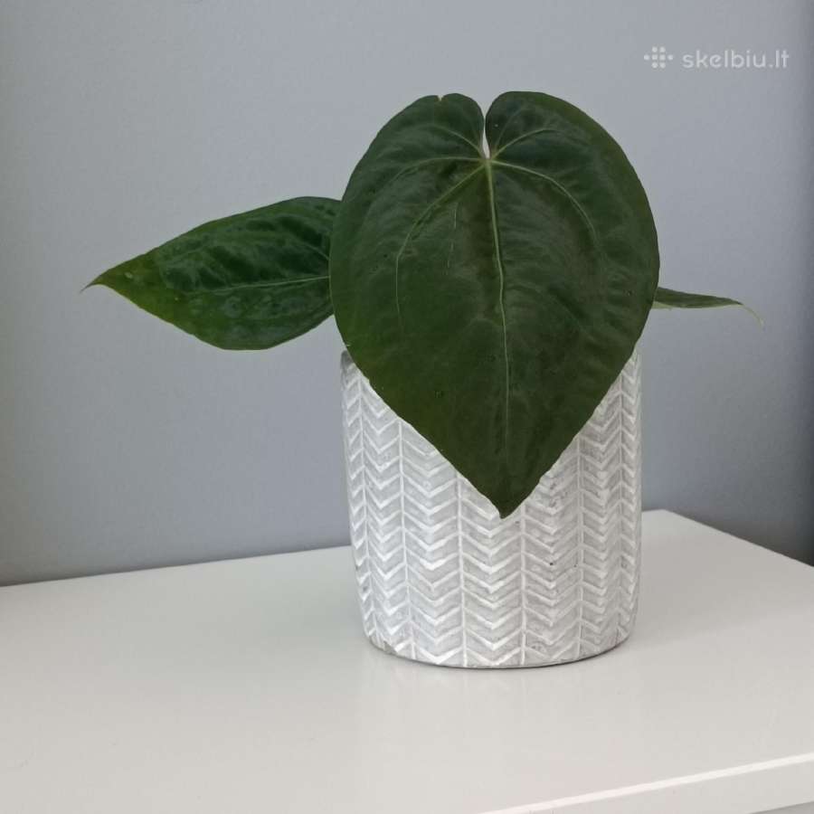 Anthurium Papillilaminum x X Papillilaminum x - nuotraukos Nr. 2