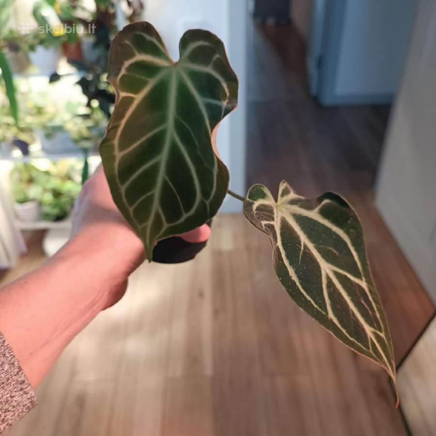 Anthurium Silver Hope x Besseae aff - nuotraukos Nr. 3