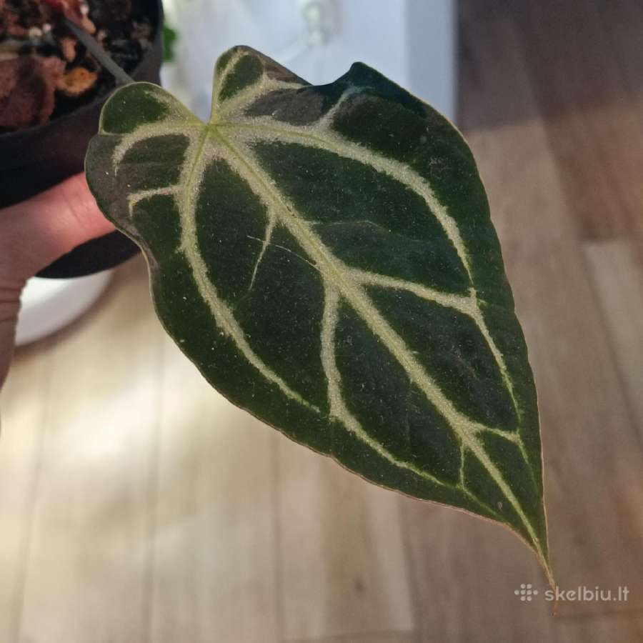 Anthurium Silver Hope x Besseae aff - nuotraukos Nr. 2