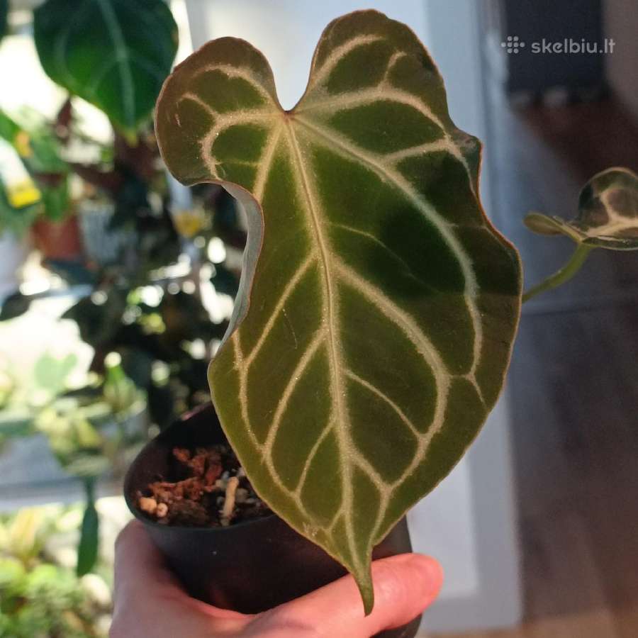 Anthurium Silver Hope x Besseae aff