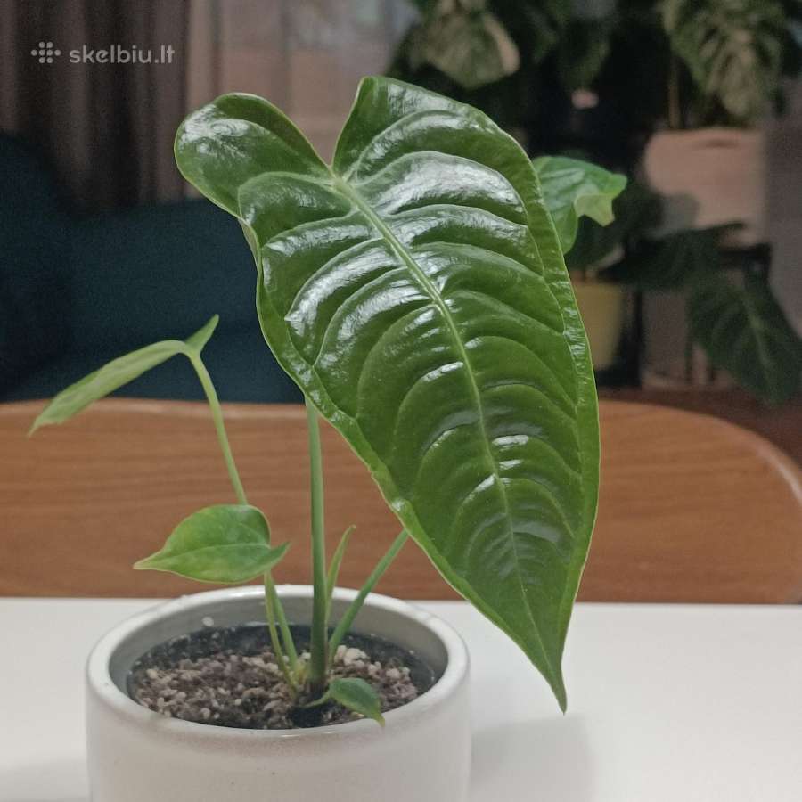 Anthurium Veitchii Narrow form