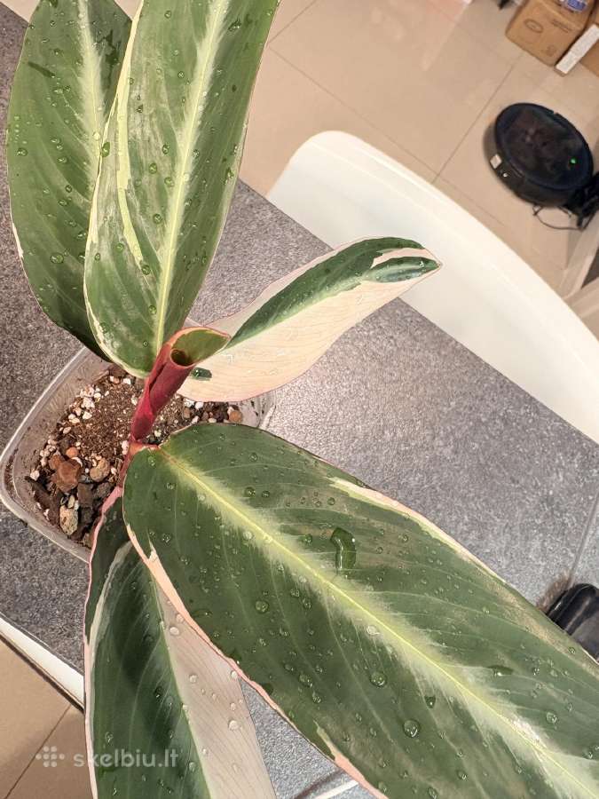 Stromanthe Triostar