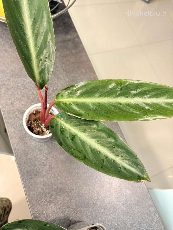 Stromanthe Triostar - nuotraukos Nr. 3