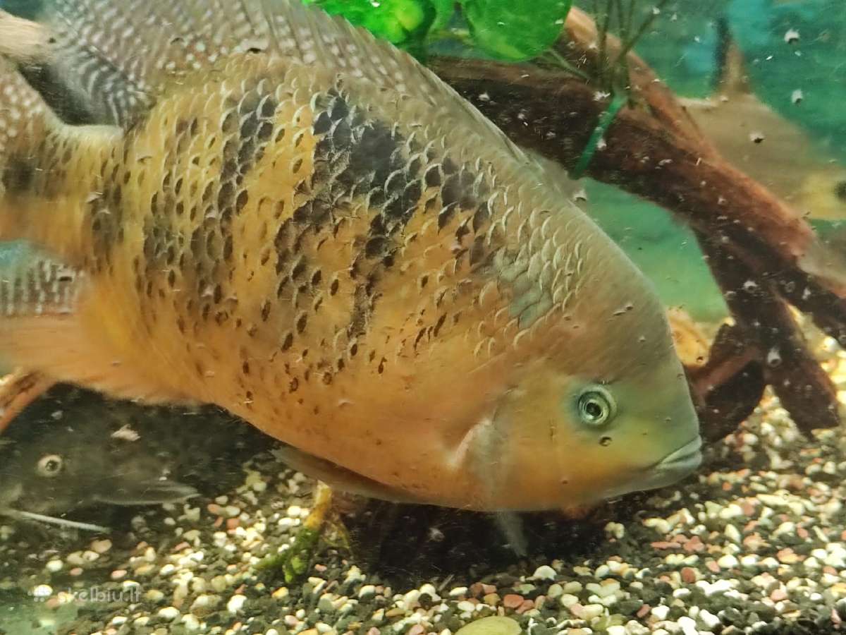 Parduodamos žuvys Cichlasoma bocourti