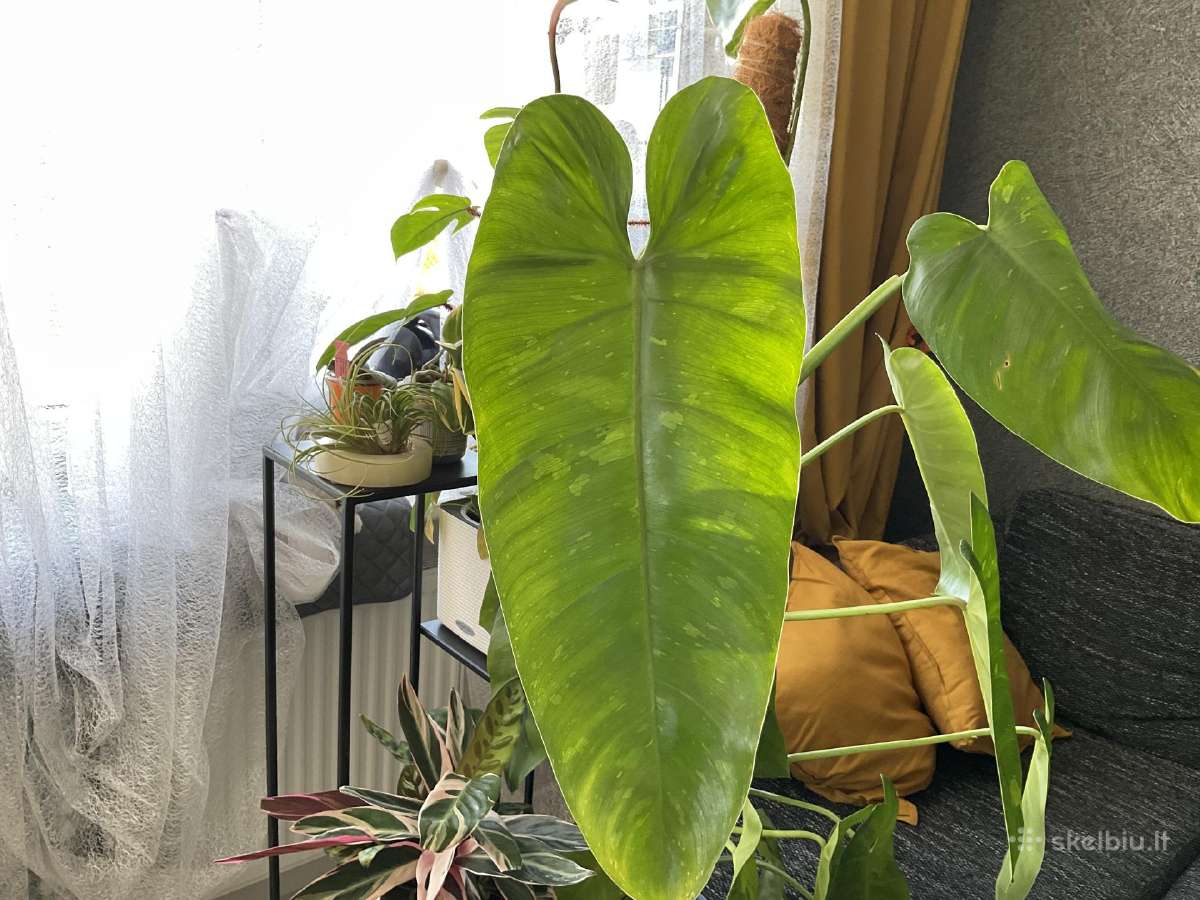 Philodendron Jose Bueno - nuotraukos Nr. 2