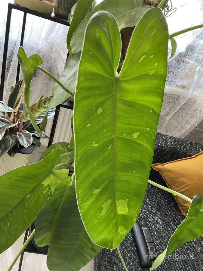 Philodendron Jose Bueno - nuotraukos Nr. 3
