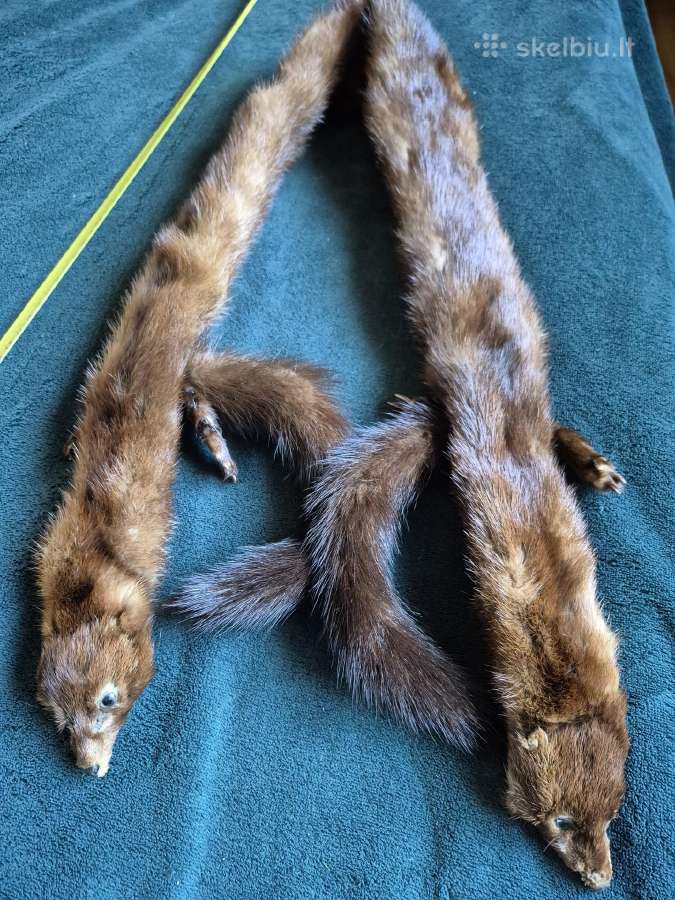 Sujungtos dvi norkutės apykaklė