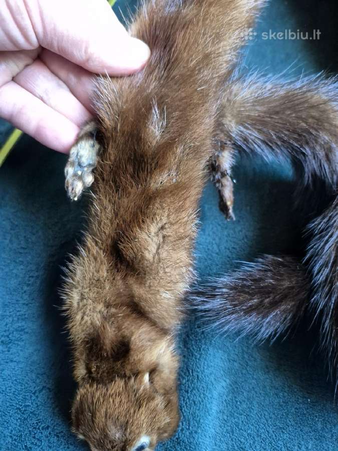 Sujungtos dvi norkutės apykaklė - nuotraukos Nr. 2