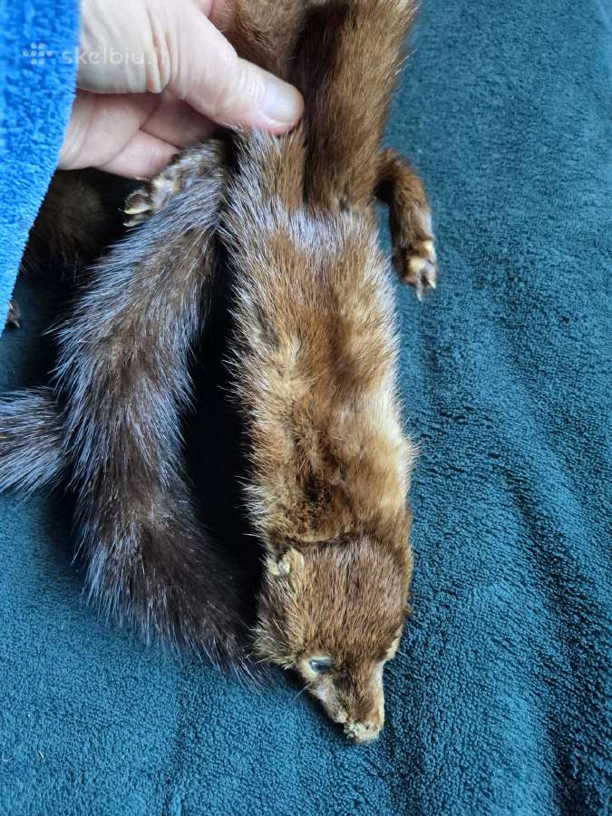 Sujungtos dvi norkutės apykaklė - nuotraukos Nr. 3