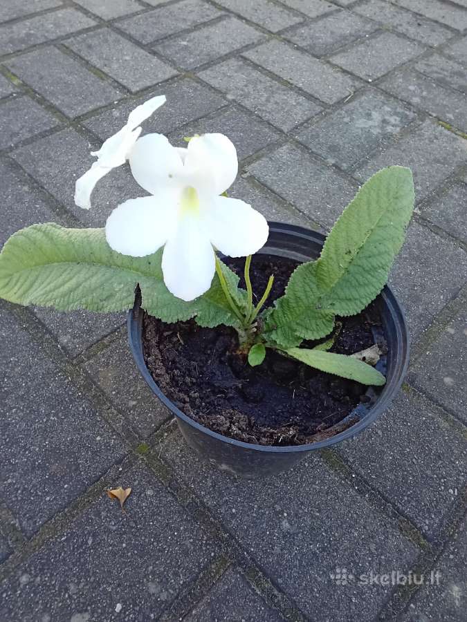Baltas streptokarpas