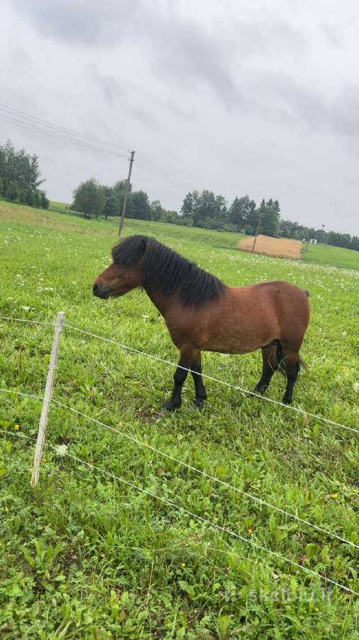 Ponis - nuotraukos Nr. 2