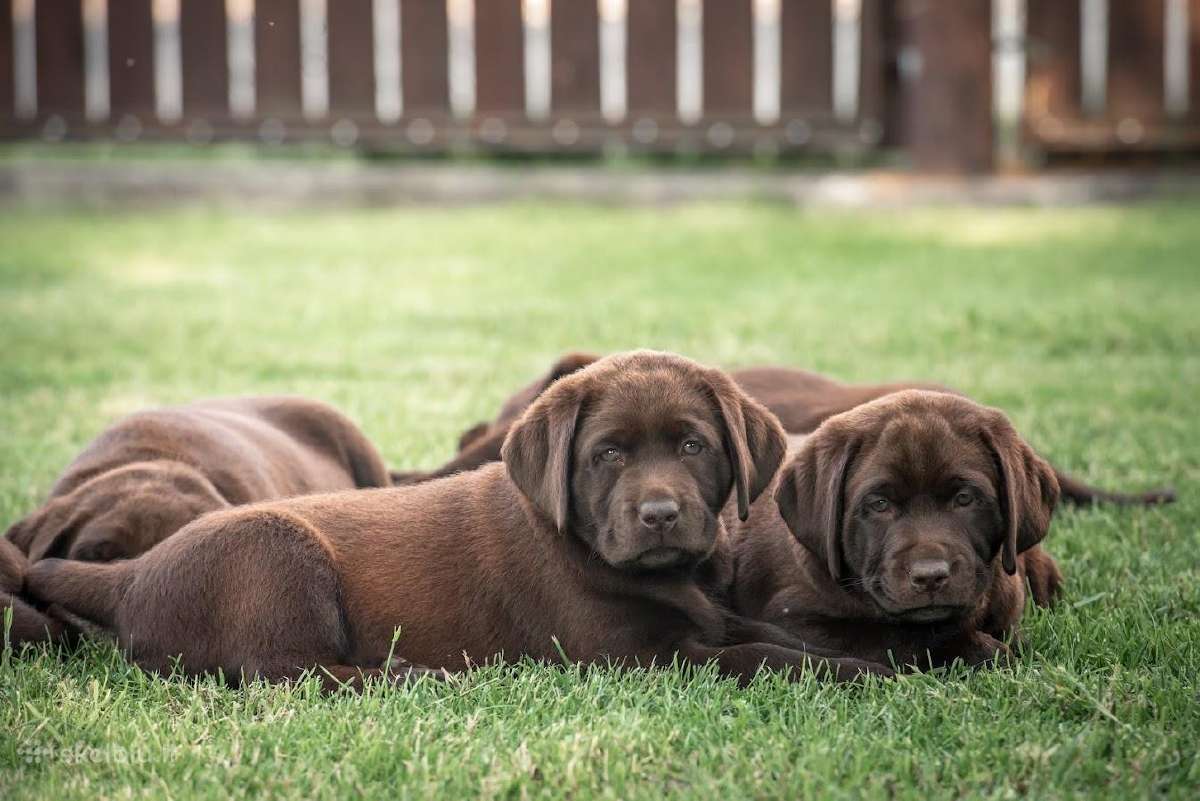 Šokoladiniai Labradoro Retriveriai - nuotraukos Nr. 3