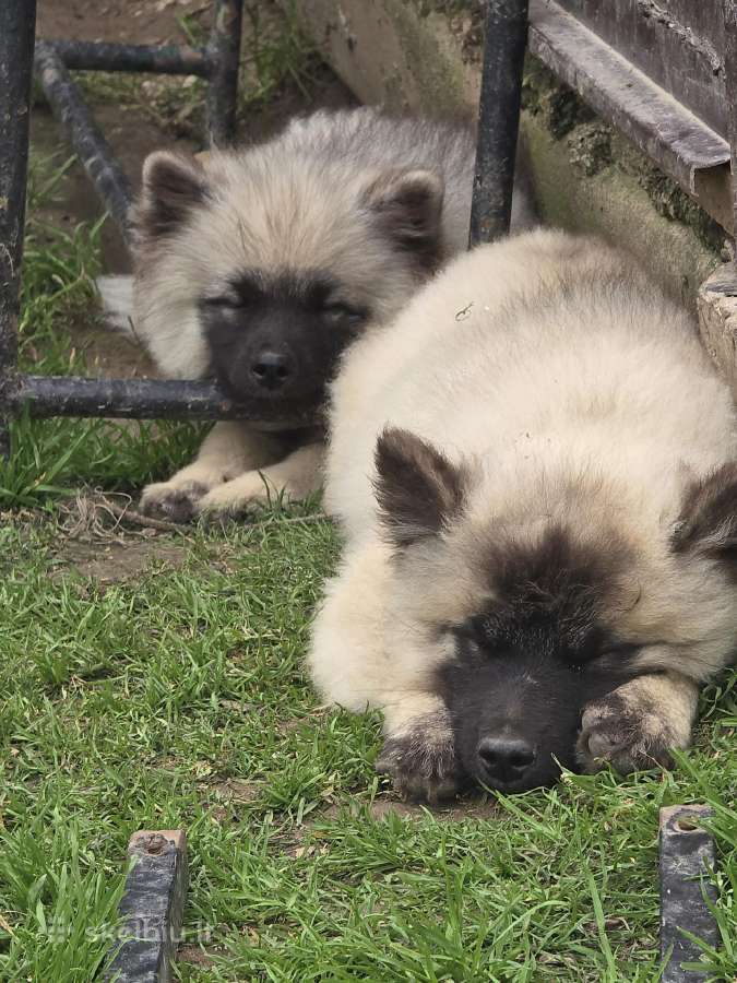 Volfšpicai/keshondai - nuotraukos Nr. 7