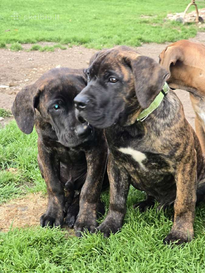 Kanaru dogai(presa Canario)sulaukėme vados - nuotraukos Nr. 17