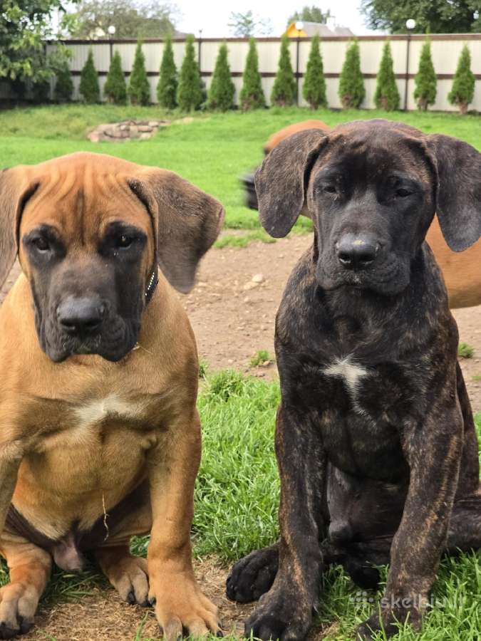 Kanaru dogai(presa Canario)sulaukėme vados - nuotraukos Nr. 16