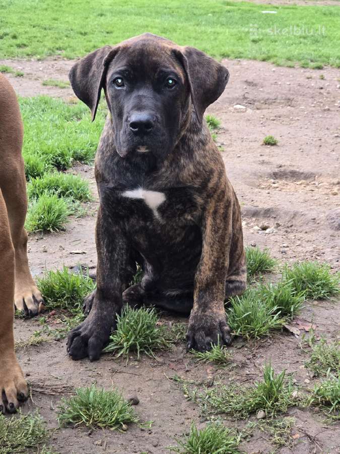 Kanaru dogai(presa Canario)sulaukėme vados - nuotraukos Nr. 18