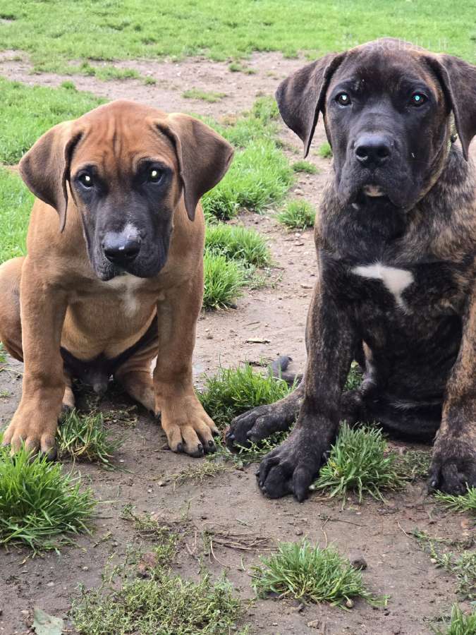 Kanaru dogai(presa Canario)sulaukėme vados - nuotraukos Nr. 19