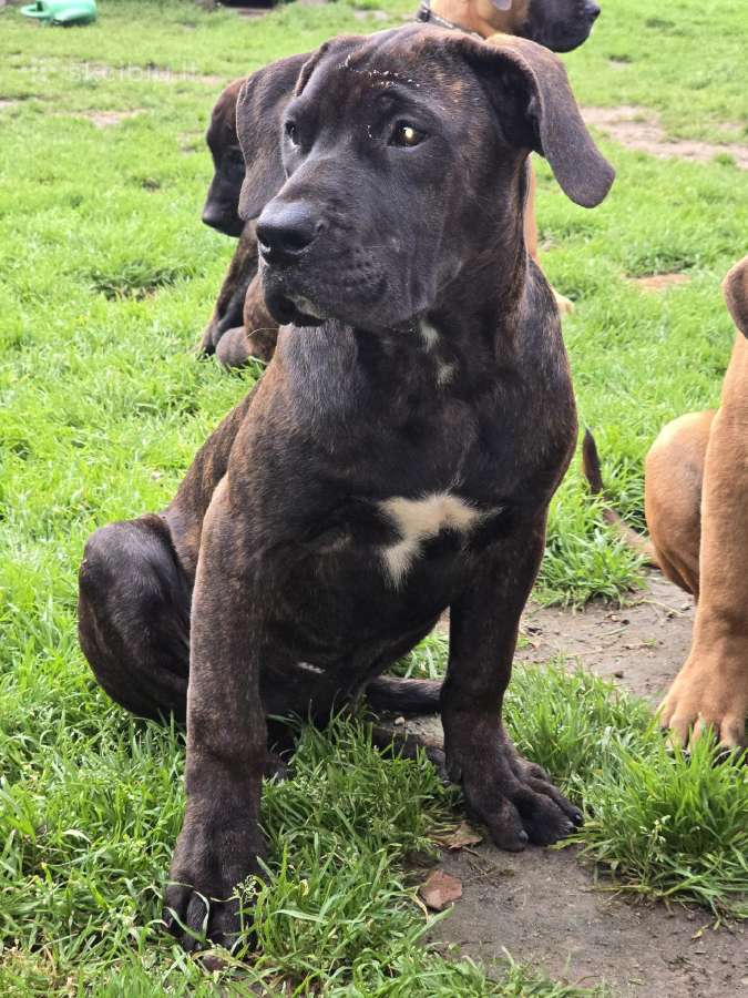 Kanaru dogai(presa Canario)sulaukėme vados - nuotraukos Nr. 20