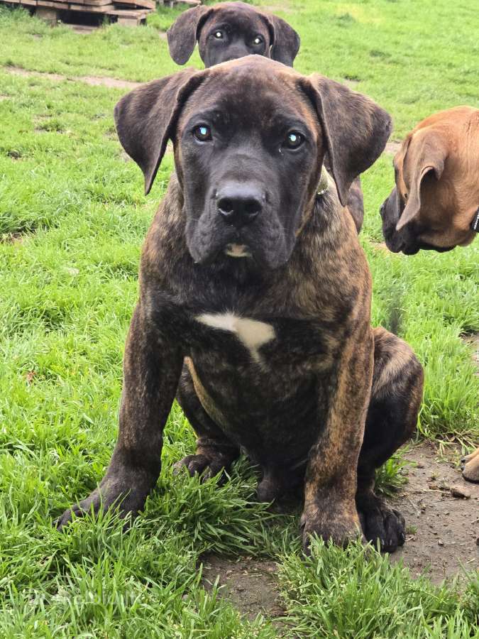 Kanaru dogai(presa Canario)sulaukėme vados - nuotraukos Nr. 22