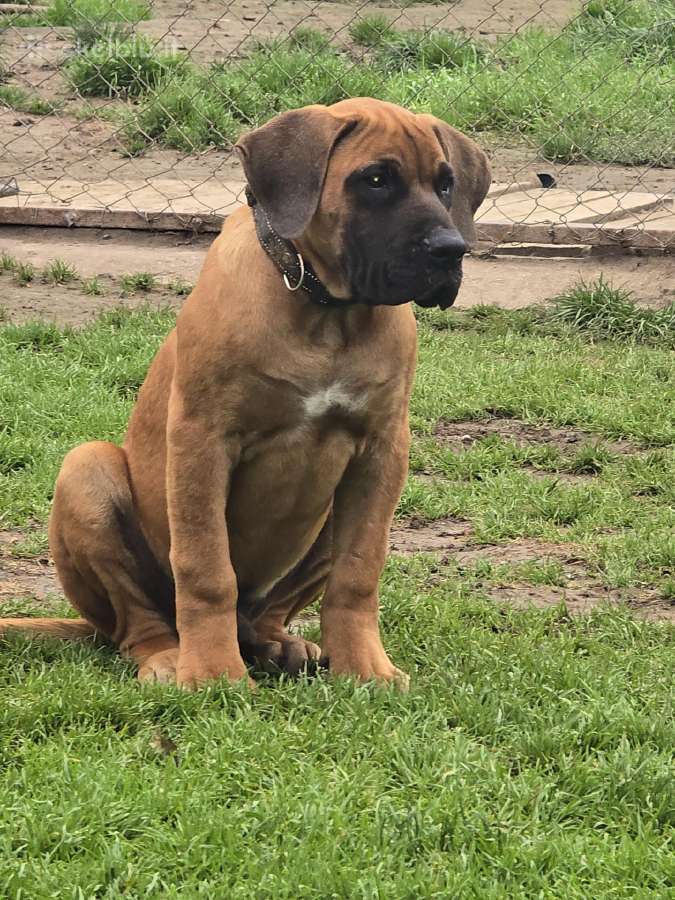 Kanaru dogai(presa Canario)sulaukėme vados - nuotraukos Nr. 21
