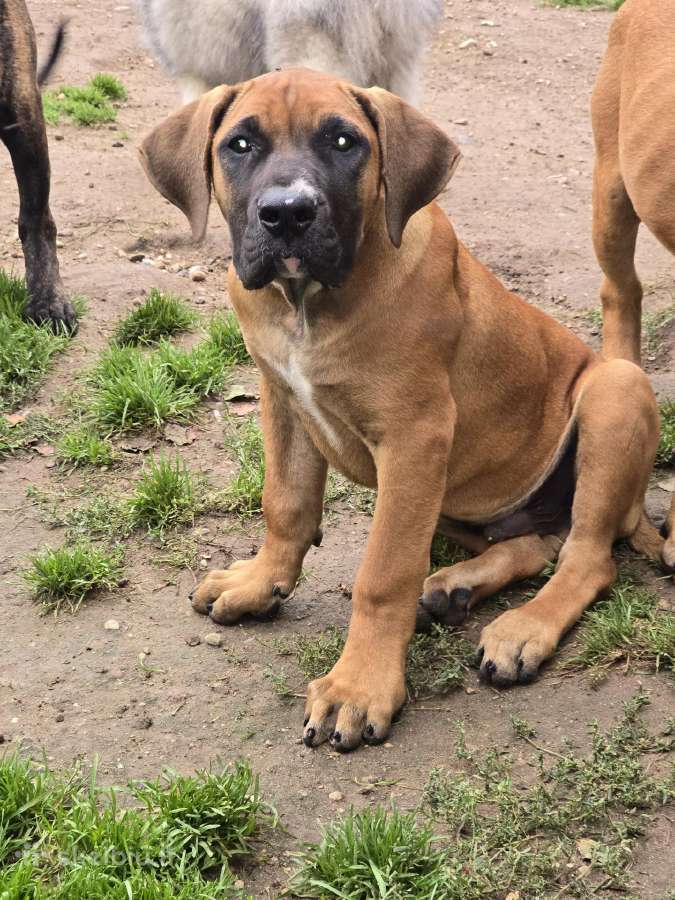 Kanaru dogai(presa Canario)sulaukėme vados - nuotraukos Nr. 24