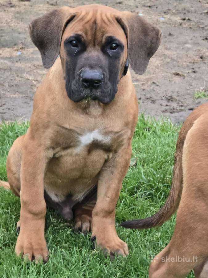Kanaru dogai(presa Canario)sulaukėme vados - nuotraukos Nr. 23
