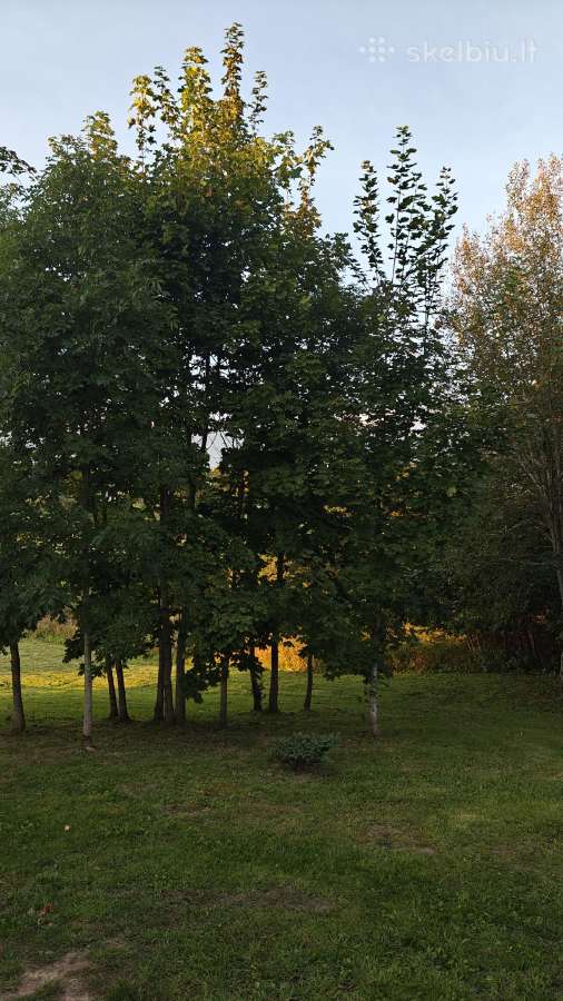 Sodyba kubilas pirtis 2-8asm tarp pušų - nuotraukos Nr. 25