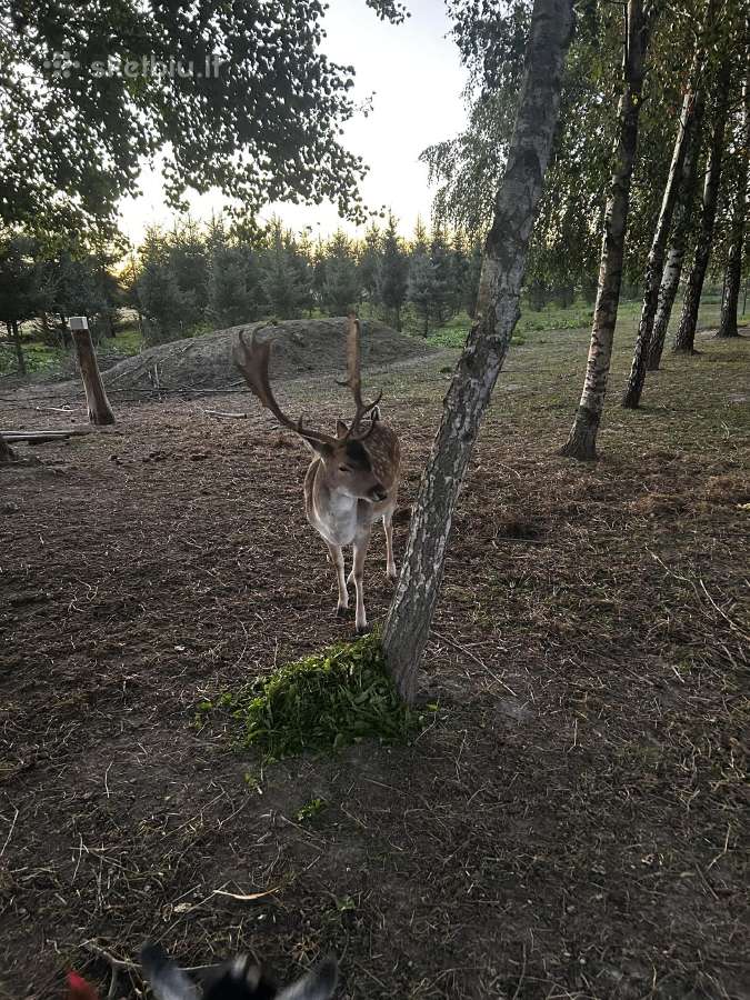Danieliai parduoda - nuotraukos Nr. 2