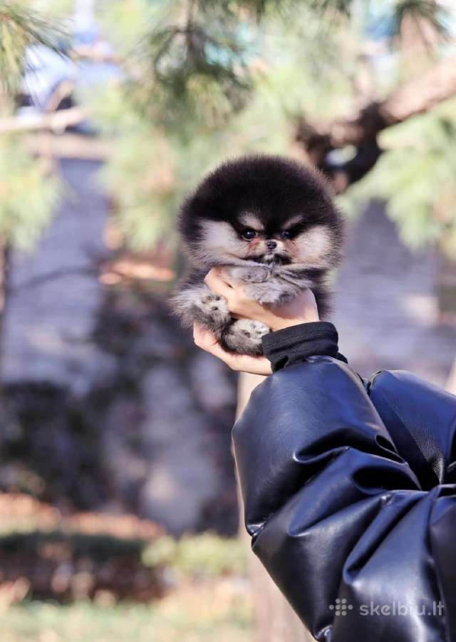 Pomči Super Mini Vienetinis berniukas