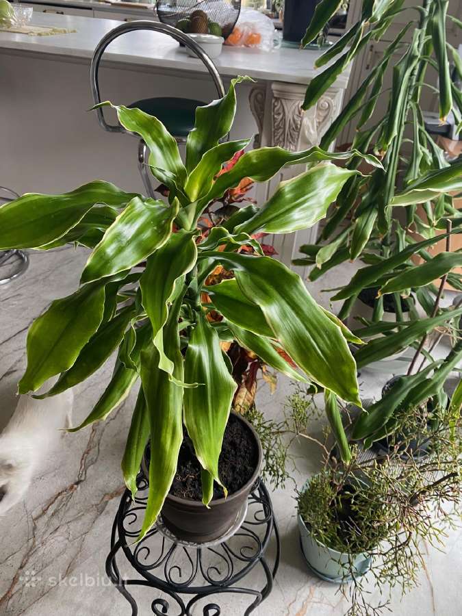 Parduodama pačios išauginta gėlė Juka