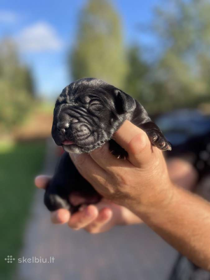 Cane Corso su kilmės dokumentais - nuotraukos Nr. 2