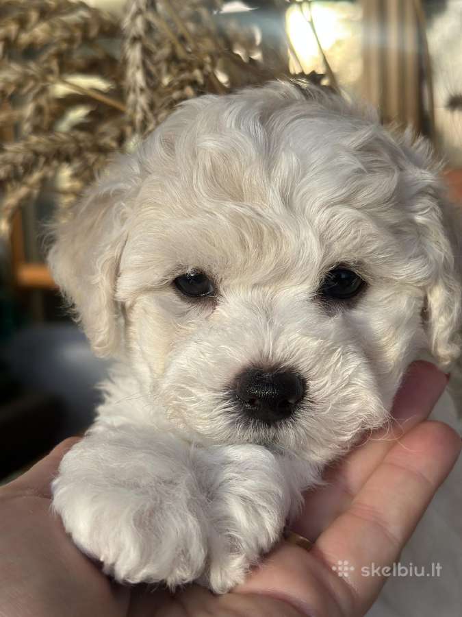 Kilmingi garbanotieji bišonai/ bichon frise - nuotraukos Nr. 3