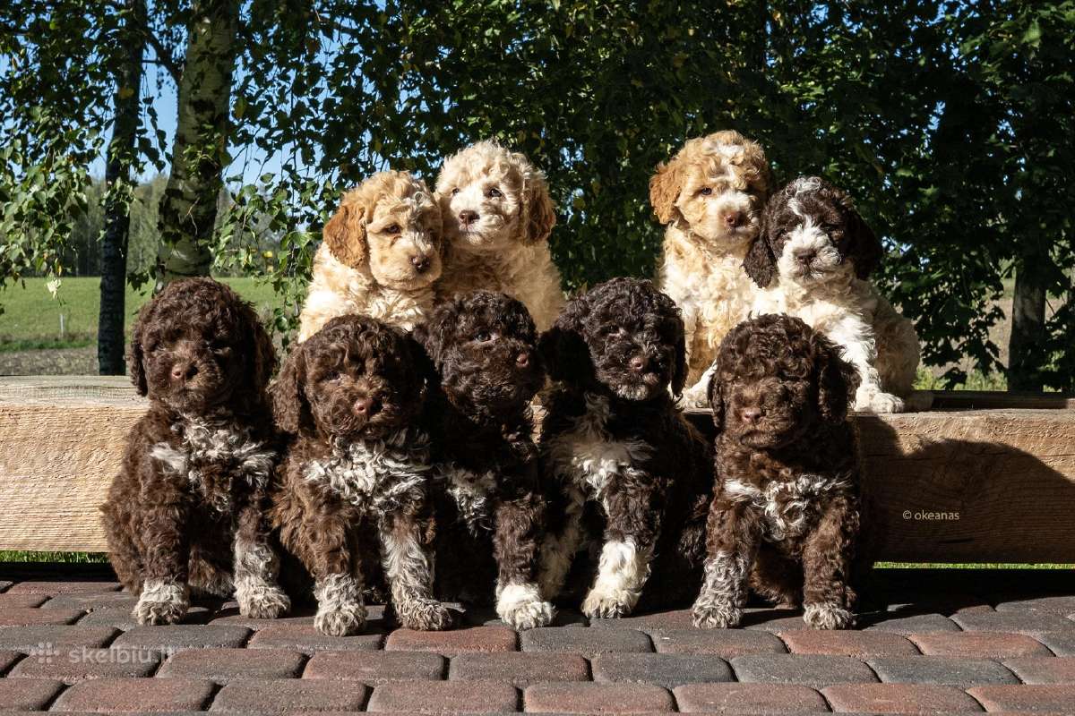 Nuostabieji Lagotto Romagnolo (Romanijos Vandens)