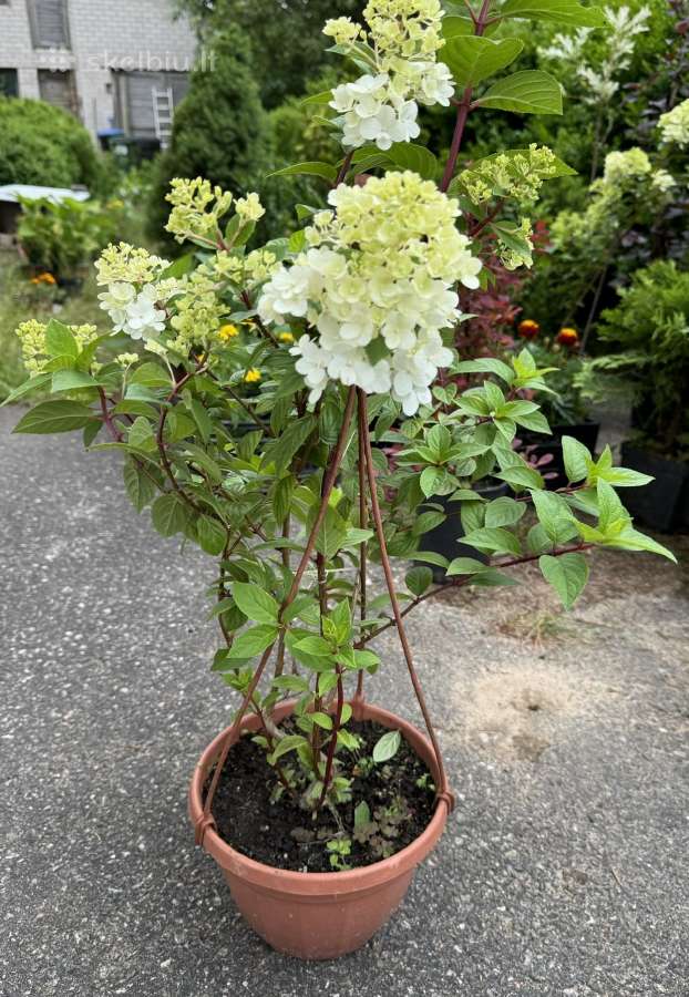 Tuju ispardavimas Smaragd 1.5-2m, krumai geles - nuotraukos Nr. 13