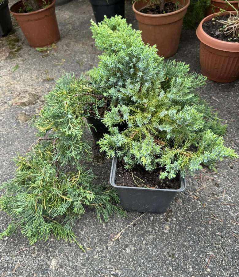 Tuju ispardavimas Smaragd 1.5-2m, krumai geles - nuotraukos Nr. 14