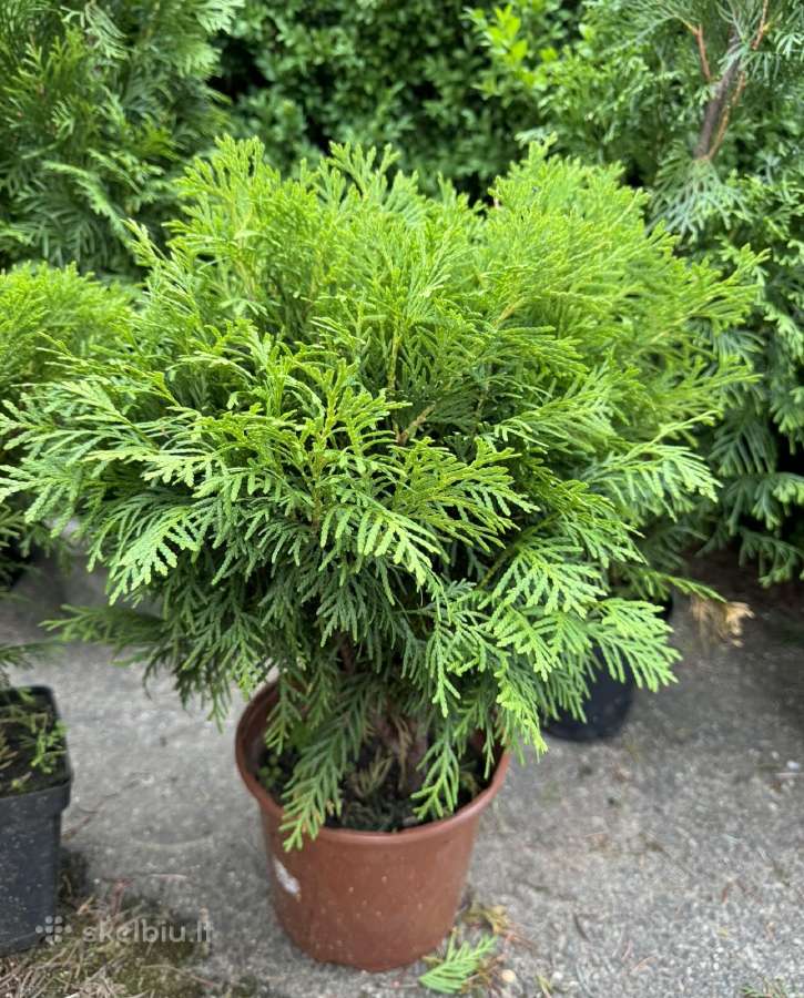 Tuju ispardavimas Smaragd 1.5-2m, krumai geles - nuotraukos Nr. 15