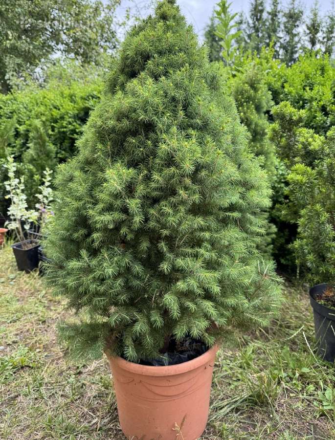 Tuju ispardavimas Smaragd 1.5-2m, krumai geles - nuotraukos Nr. 16