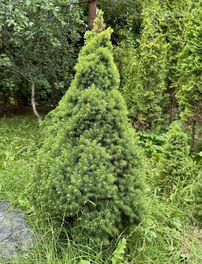 Tuju ispardavimas Smaragd 1.5-2m, krumai geles - nuotraukos Nr. 17