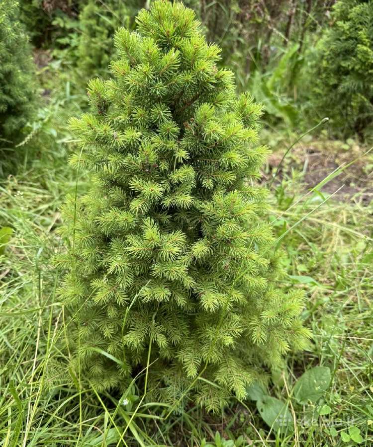 Tuju ispardavimas Smaragd 1.5-2m, krumai geles - nuotraukos Nr. 18