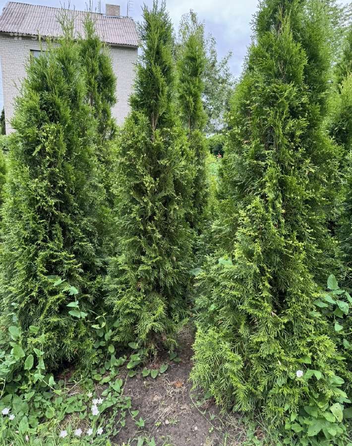 Tuju ispardavimas Smaragd 1.5-2m, krumai geles - nuotraukos Nr. 19